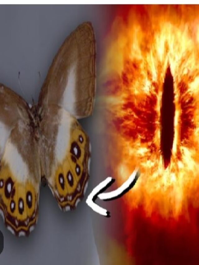 New butterfly species named after ‘Lord of the Rings’ villain Sauron by scientists.