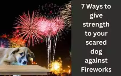 7 ways to give strength to your scared dog against firework (1)