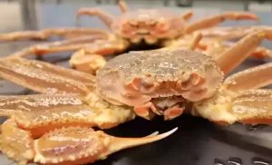 Alaskan Mystery Solved: The Incredible Story of Billions of Vanishing Crabs