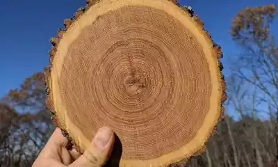 Ancient Solar Storm Unveiled Through Tree Rings in French Alps