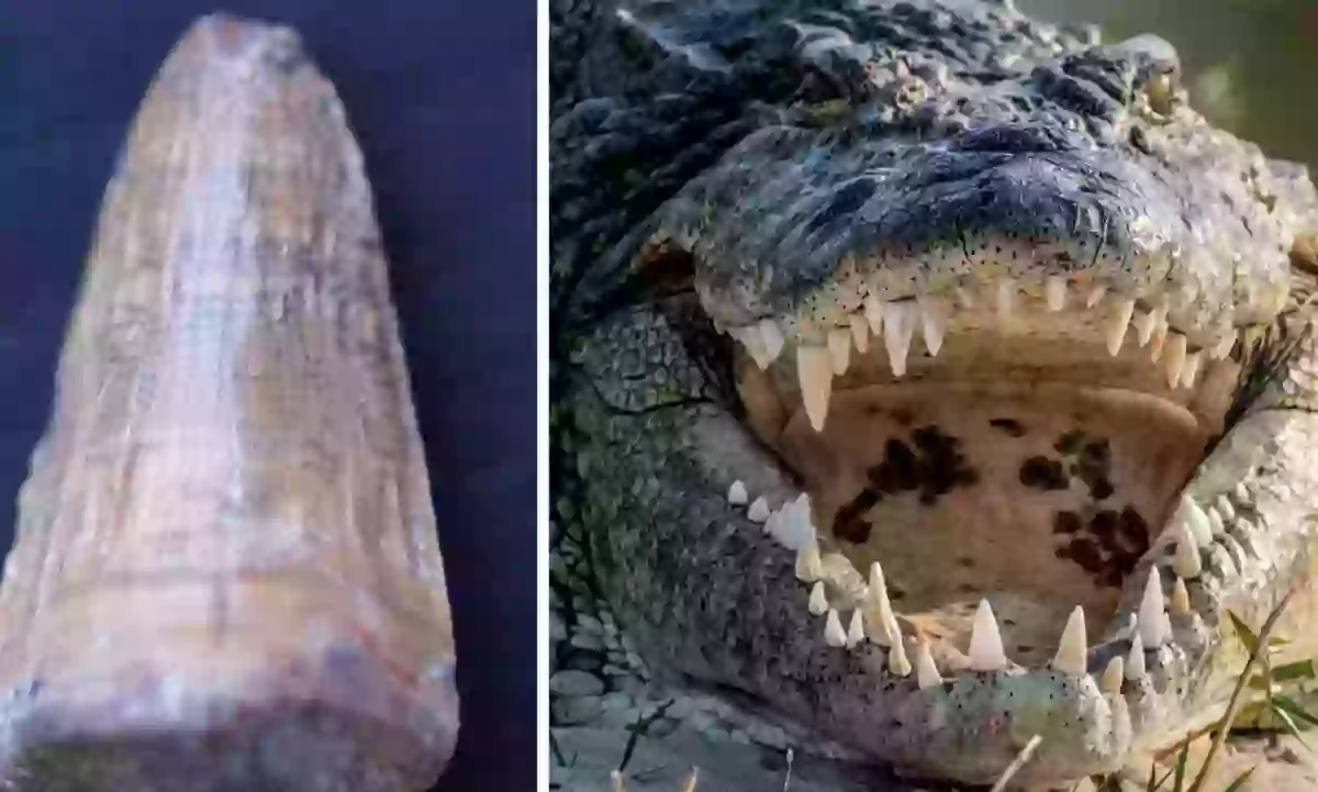 4-Million-Year-Old 'Last Crocodile in Europe' Resurfaces from the Sands of Time